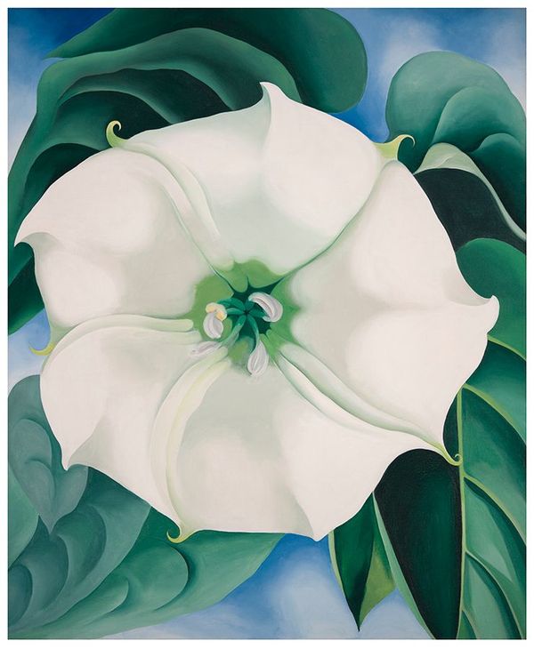 乔治亚·欧姬芙 Georgia O’Keeffe – 曼陀罗花/白花1号 Jimson Weed/White Flower No.1